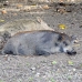 pig_hil_mb_h_0384_png1437.jpg